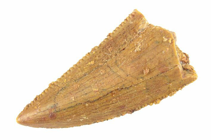 Serrated, Raptor Tooth - Real Dinosaur Tooth #268801